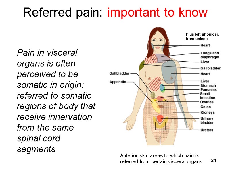 24 Referred pain: important to know  Pain in visceral organs is often perceived